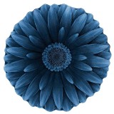 فرش سه بعدی زرباف طرح گل داوودی رنگ آبی